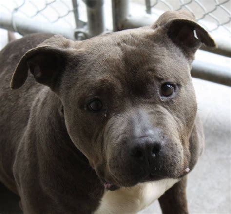 Speaking of pitbull puppies, we are definitely one of the best kennels. Pin on Found Dogs CT