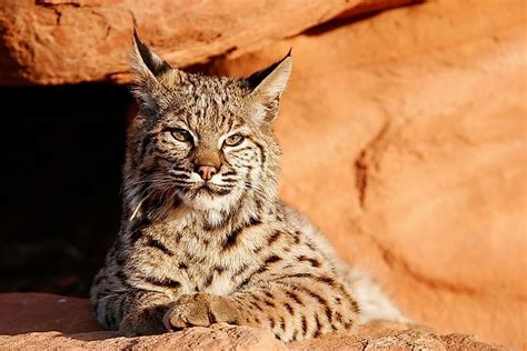 Types Of Wild Cats In Colorado