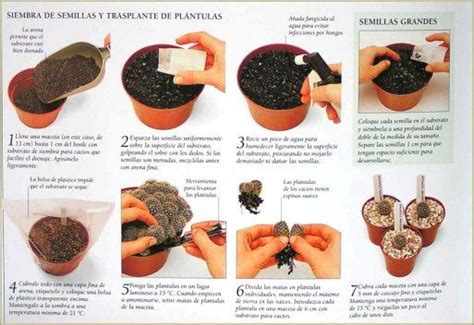 Como plantar un cactus si queremos plantarlos nosotros mismos, lo podemos hacer a travs de semillas. Las suculentas | Cuidar de tus plantas es facilisimo.com ...