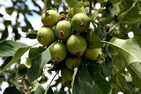 Tiny Green Apples On Tree Picture Free Photograph Photos Public Domain