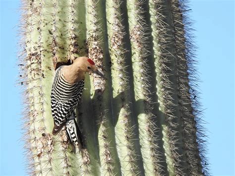 Gila Woodpecker Bird Facts Melanerpes Uropygialis Birdfact