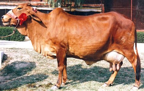 Features Of Sahiwal Cattle