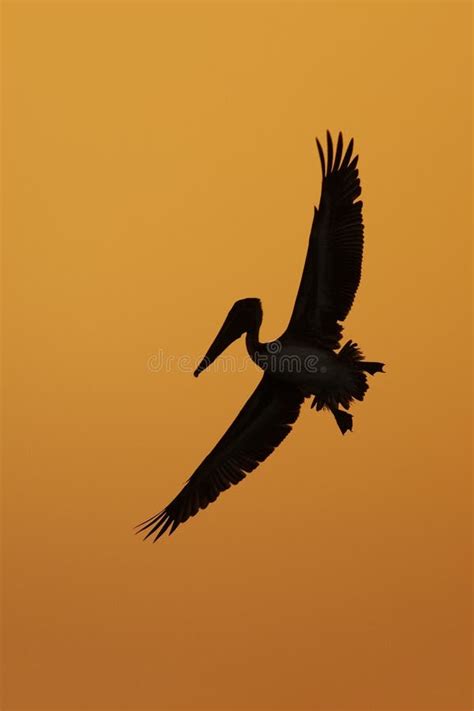 Brown Pelican In Flight Silhouetted Against A Florida Sunset Stock