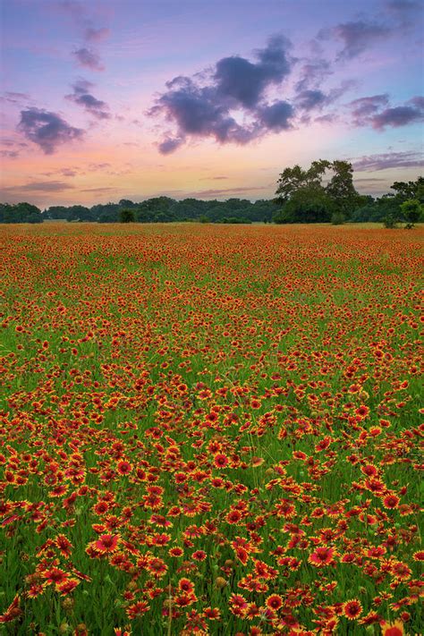 Texas Hill Country Red Wildflowers 2 Photograph By Rob Greebon Pixels
