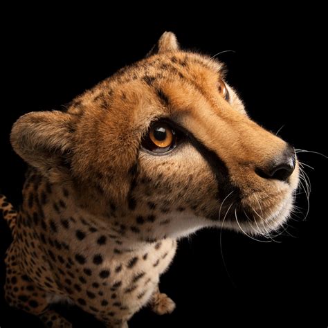 Cheetah | National Geographic