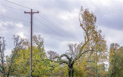 Tree Branches Touching Power Lines Green Vista Tree Care