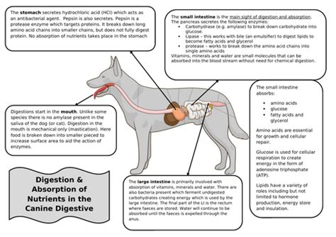 The Canine Digestive System Information Sheet Teaching Resources