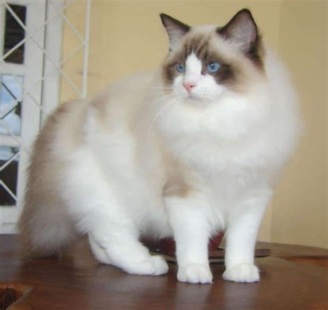 Interesting Stuff About Ragdoll Cats You Didnt Know About