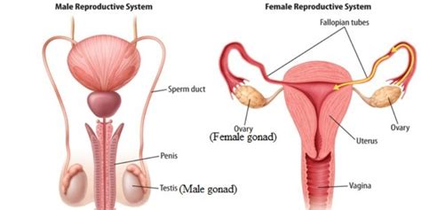 Parts of the body girl. Ultimate Trivia Quiz On Gonad! - BestFunQuiz