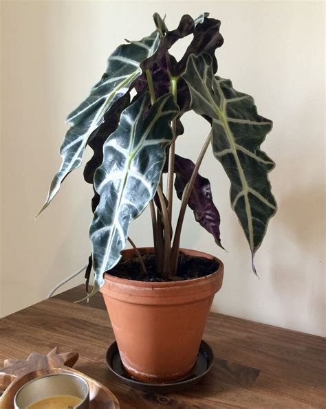 Toxic House Plant For Pets Alocasia Polly House Plants