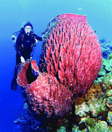 Giant Barrel Sponges Xestospongia Muta On A Reef In The Bahamas