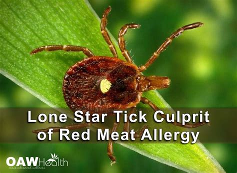 A Tick Sitting On Top Of A Green Leaf Next To The Words Lone Star Tick