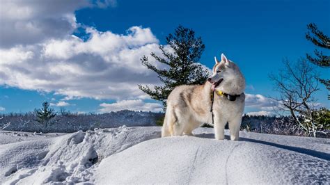 wallpaper dog husky cute animals snow winter  animals
