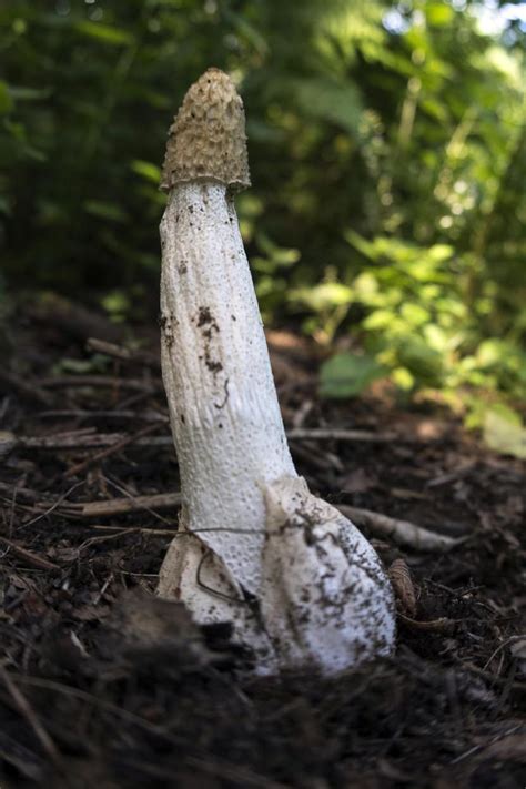Super Rare Phallic Fungi Which Looks Like A Penis And Smells Like