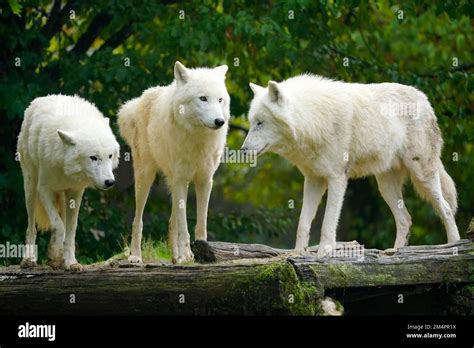 Arctic Wolf Canis Lupus Arctos Pack Behaviour Captive Stock Photo