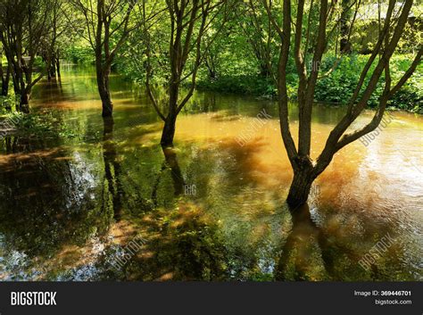 Flooded Trees Forest Image And Photo Free Trial Bigstock