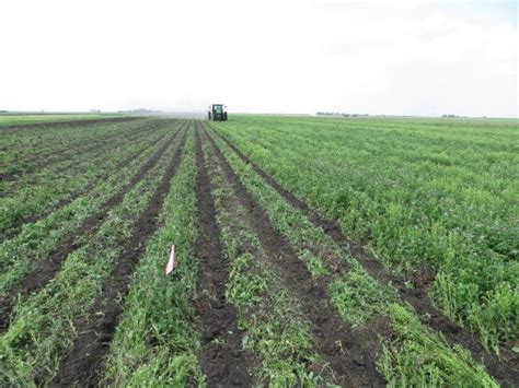 Viewing A Thread Strip Tilling Into Cover Crops Today At Wiu Organic