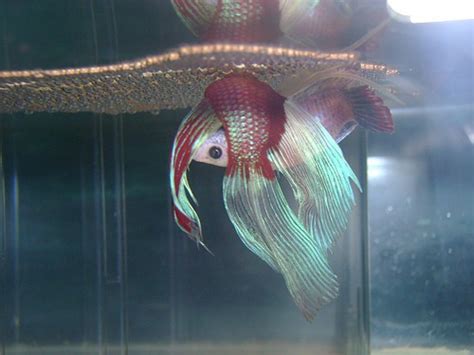 They'll fight any time they come together. Betta Fish Breeding Injuries - Male Betta Wounded by ...