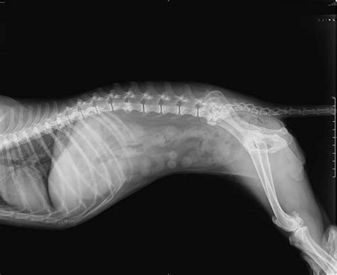 What Do Dog X Rays Show
