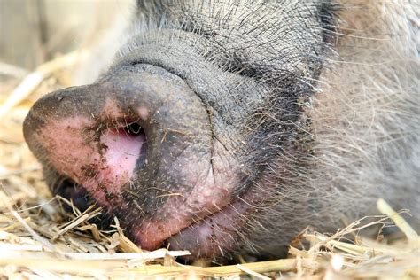 Female Pigs Nose Hogs Snout Free Photo Download Freeimages