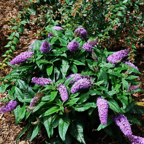 Pugster Amethyst Butterfly Bushes For Sale Online The