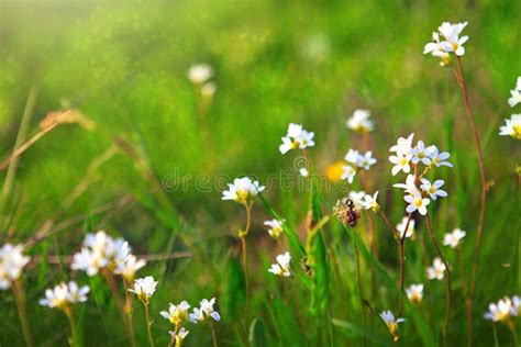 White Wildflowers And Green Grass Stock Photo Image Of Flower