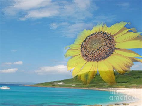 Sunflower Facing The Oceans Photograph By Champion Chiang Pixels