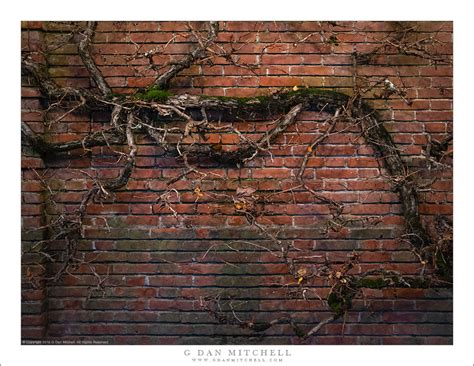 Brick Wall And Tree Night
