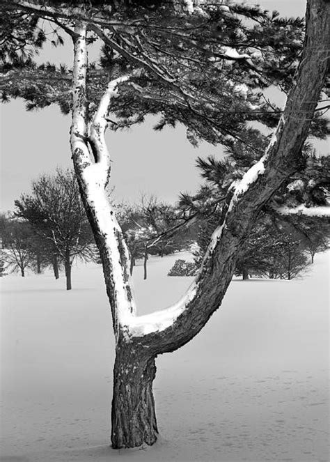 Snow Covered Tree In Winter Art Print By Randall Nyhof Snow Covered
