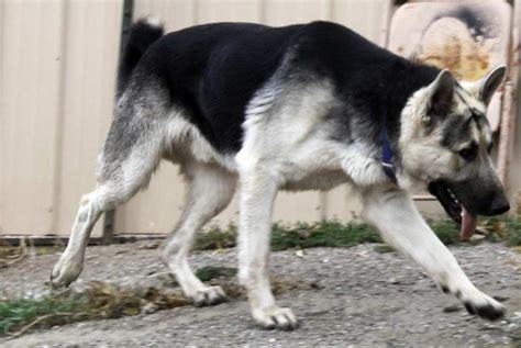 Black And White German Shepherd Puppies For Sale Petsidi