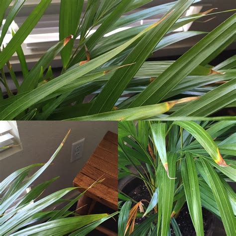 Areca palm, brown tips- does it mean too little water? Purchased 1