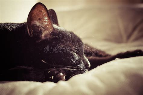 Sleeping Black Cat Stock Image Image Of Pretty Furry 69556559