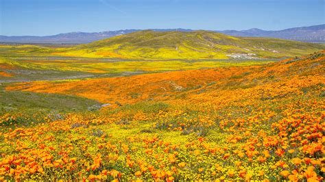 10 Best Places To See California Spring Blooms And Wildflowers — This