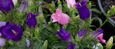 How To Grow Campanula West Coast Seeds Seedlings Sale