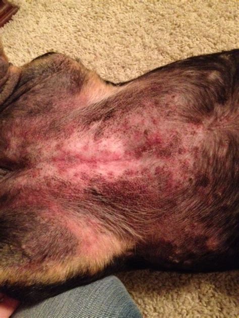 Rash On Dog Belly Petfinder