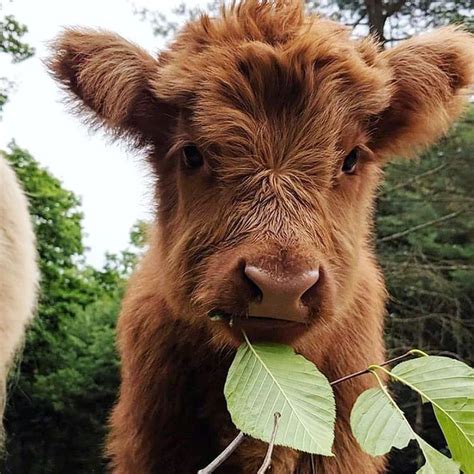 𝔸𝕟𝕚𝕞𝕒𝕝𝕤 Cute Baby Cow Fluffy Cows Baby Animals Pictures