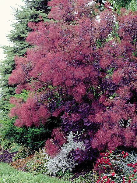 Cotinus Coggygria Royal Purple J C Bakker Sons Ltd