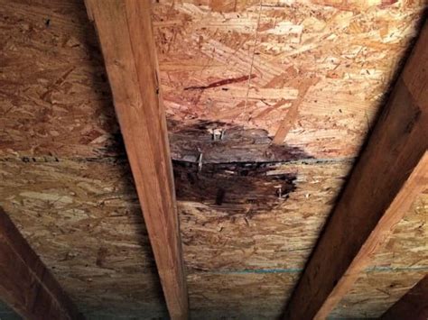 How To Remove Mold From Attic Sheathing Plywood Attic Insulation Toronto