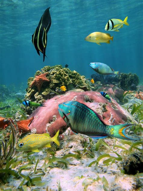 Colorful Sea Life In The Caribbean Sea Stock Image Image Of Fish