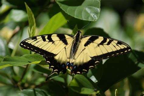 Aug 30, 2020 · swallowtail butterflies are large, colorful butterflies in the papilionidae family, with over 550 species worldwide. Yellow Swallowtail Photograph by Rick Friedle