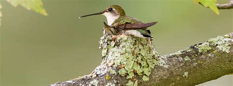 Hummingbird Nests 7 Fun Facts You Should Know 2022 Bird Watching Hq