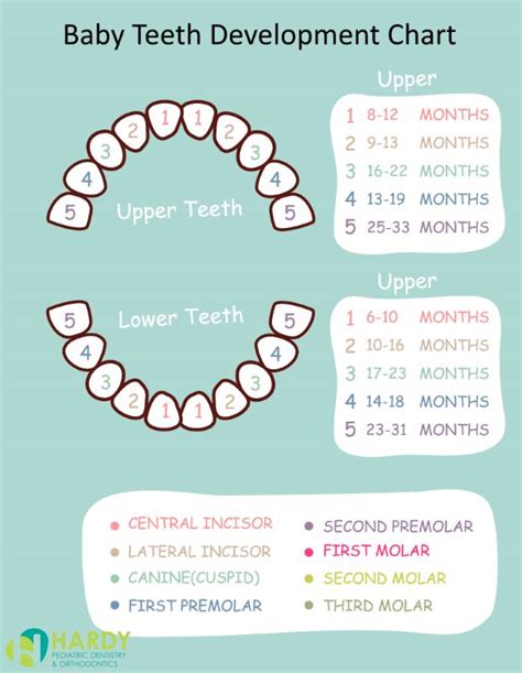 Order Of Teeth Eruption Chart
