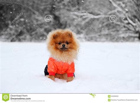 Pomeranian Dog In Snow Winter Dog Dog In Snow Spitz In Winter Forest