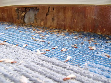 Signs Of Termites Swarms And The Shed Wings Left Behind Are Often One