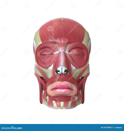 Rendered Human Skull With Muscles Royalty Free Stock Photography