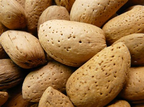 Almonds Nuts Shell Free Photo On Pixabay Pixabay