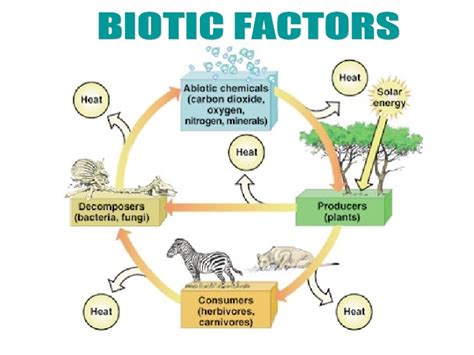 Water, light, temperature, humidity, availability of chemical elements, wind, etc. Biotic factors