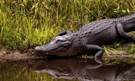 Alligatorverseuchte Seen Warum Lake Okeechobee Die Alligatorhauptstadt