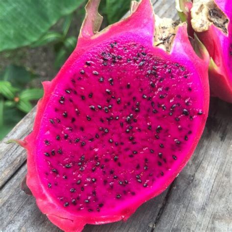 Puree Arete Aseptic Dragon Fruit Puree For Brewers Foodies Bakers