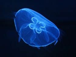 Moon jellyfish's stinging cells are relatively benign to us. Keeping a Pet Jellyfish: Moon Jellies, Blue Jellyfish ...